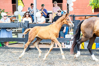 Fillies 2nd group