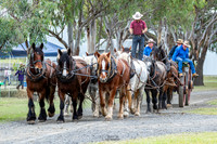 2026 Jondaryan Heavy Horses